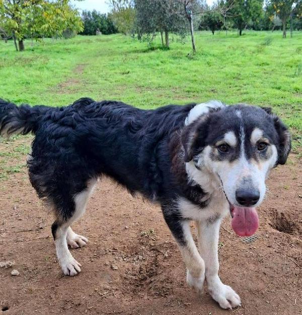 Bretzel cucciola di pastore 7 mesi Foto 2