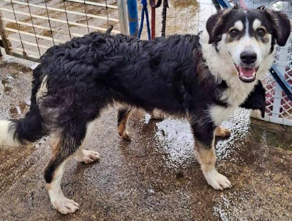 Bretzel cucciola di pastore 7 mesi Foto 3