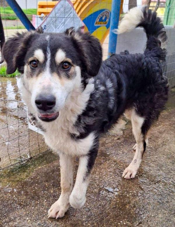 Bretzel cucciola 7 mesi pastore Foto 4