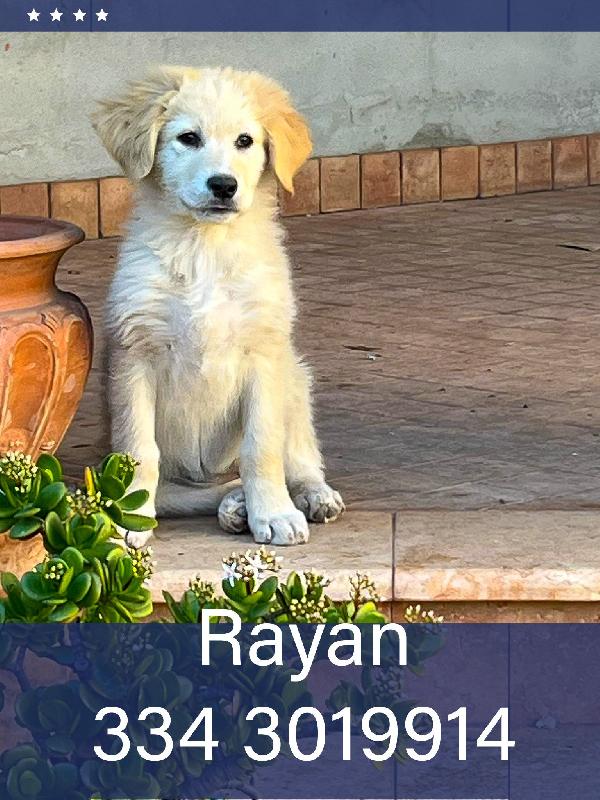 Rayan..2 Mesi, Pastore