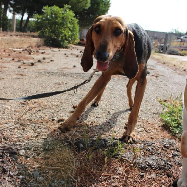 Bobo, un amore di segugio...due anni Foto 5