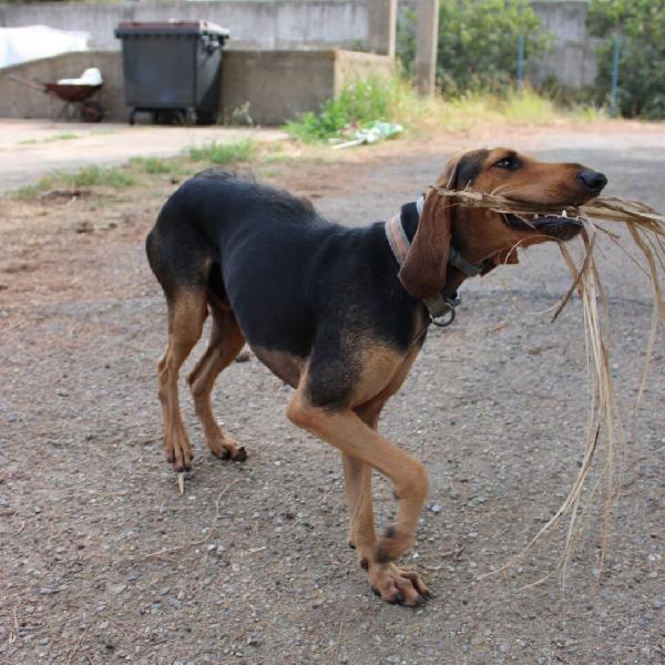 Bobo, segugio due anni🐕 Foto 2