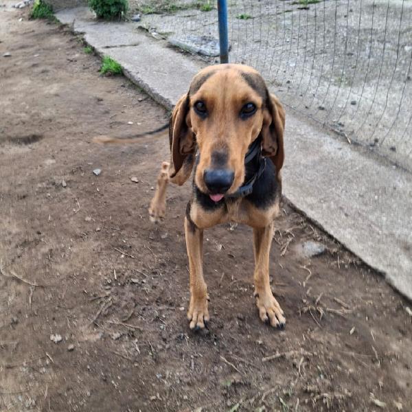 Bobo, segugio due anni🐕 Foto 3