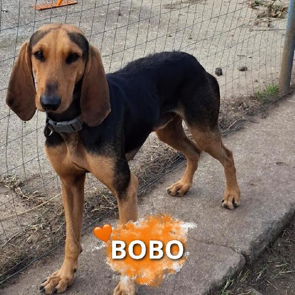 Bobo, segugio due anni🐕 Foto 4