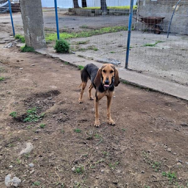 Bobo, segugio due anni🐕 Foto 5