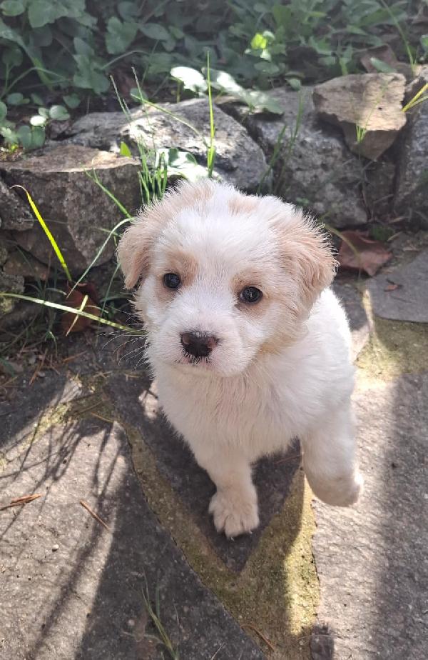 Fragola e Lee  Foto 2