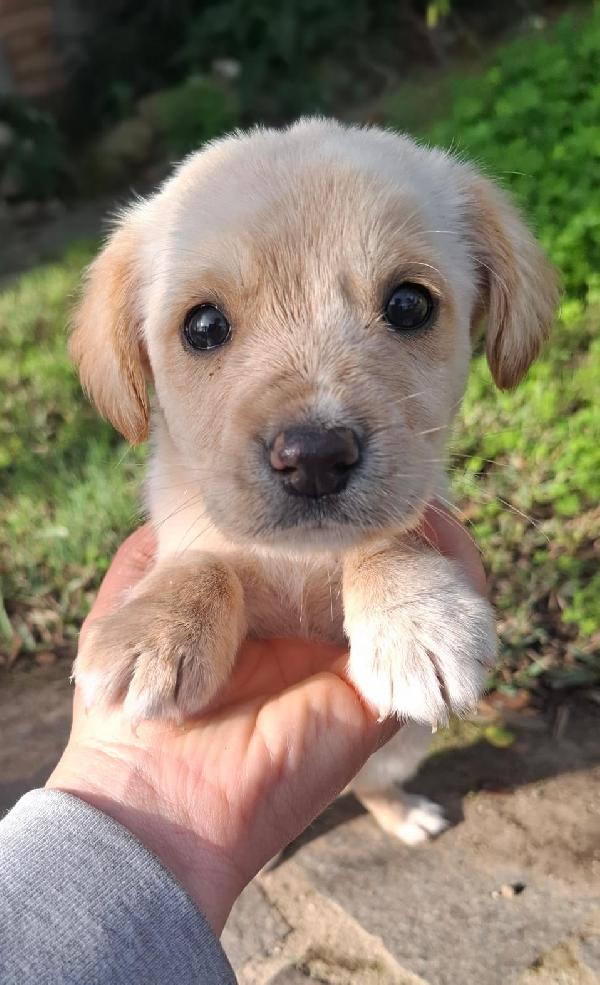 Fragola e Lee  Foto 4