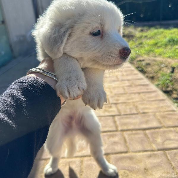 Rayan Cucciolo Di 2 Mesi Cerca Casa 😍