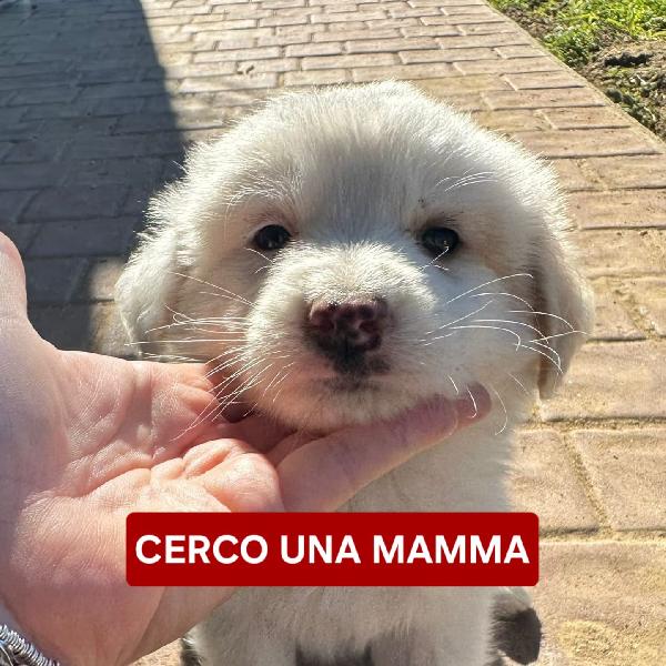 Rayan CUCCIOLO DI 2 MESI CERCA CASA 😍 Foto 2