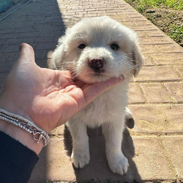 Rayan CUCCIOLO DI 2 MESI CERCA CASA 😍 Foto 3