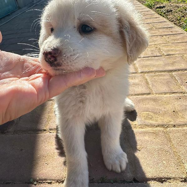 Rayan CUCCIOLO DI 2 MESI CERCA CASA 😍 Foto 4
