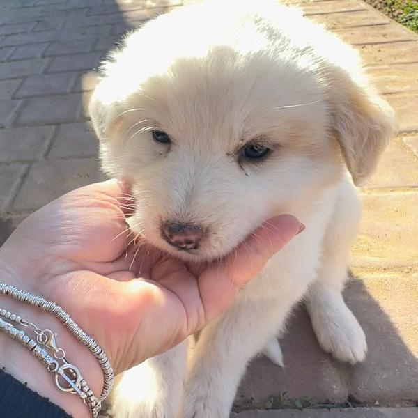 Rayan CUCCIOLO DI 2 MESI CERCA CASA 😍 Foto 5