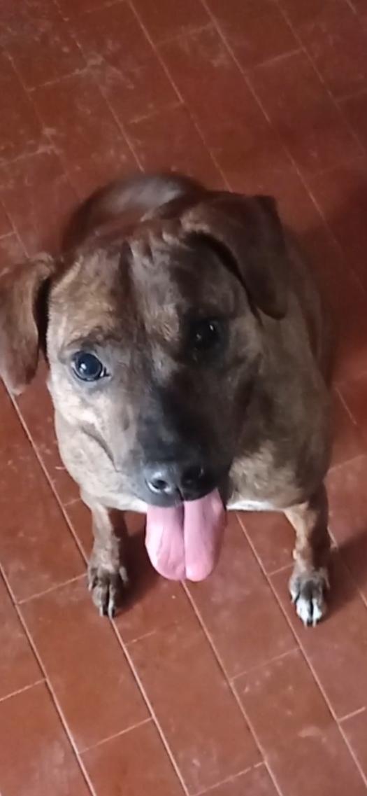 Adottate Shila Foto 2