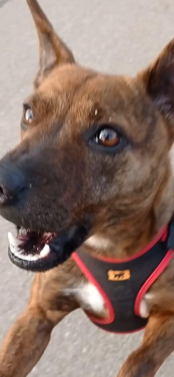 Adottate Shila Foto 3