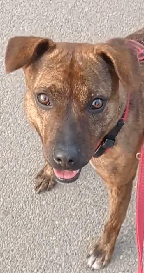 Adottate Shila Foto 4