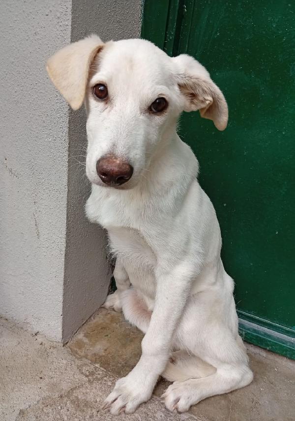 Kira 7Mesi Trovata Pelle Ed Ossa,In Canile.sud