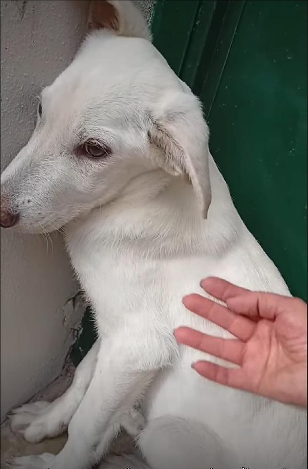 Kira 7mesi trovata pelle ed ossa,in canile.SUD Foto 2