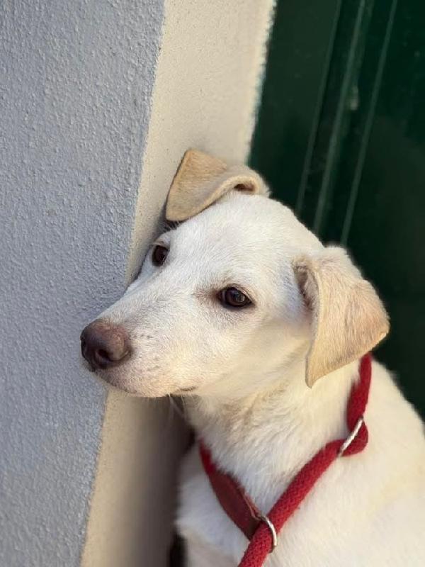 Kira 7mesi trovata pelle ed ossa,in canile.SUD Foto 4