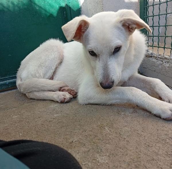 Kira 7mesi trovata pelle ed ossa,in canile.SUD Foto 3