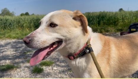 Airy mix Labrador 3/4anni sfortunata BRESCIA Foto 2