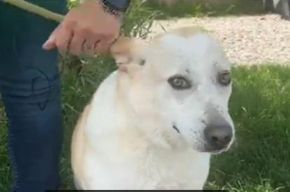 Airy mix Labrador 3/4anni sfortunata BRESCIA Foto 5