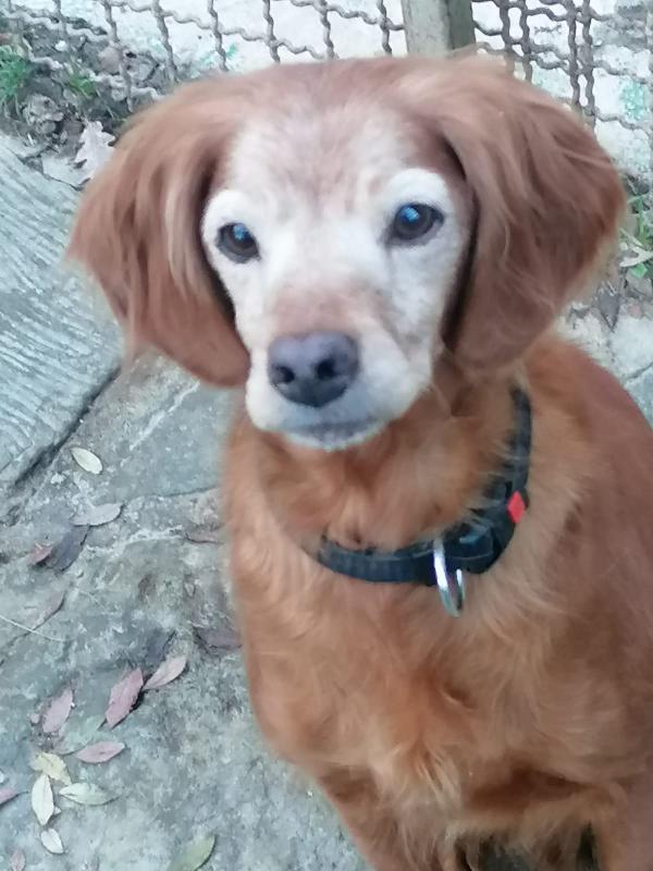 Bimba, Piccola Bretoncina Cerca Casa