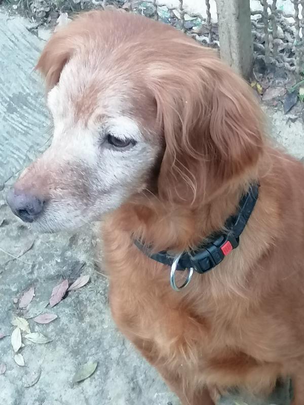 Bimba, piccola bretoncina cerca casa Foto 2