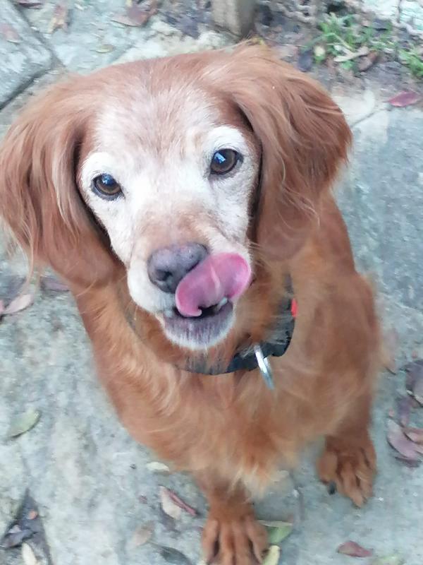 Bimba, piccola bretoncina cerca casa Foto 3