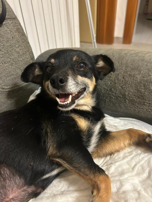 Fortuna Splendida Cagnolina Taglia Piccola Cerca Famiglia 