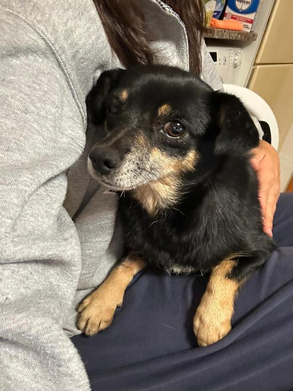 Fortuna splendida cagnolina taglia piccola cerca famiglia  Foto 2