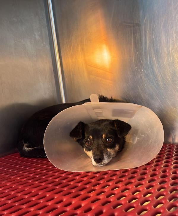Fortuna splendida cagnolina taglia piccola cerca famiglia  Foto 3
