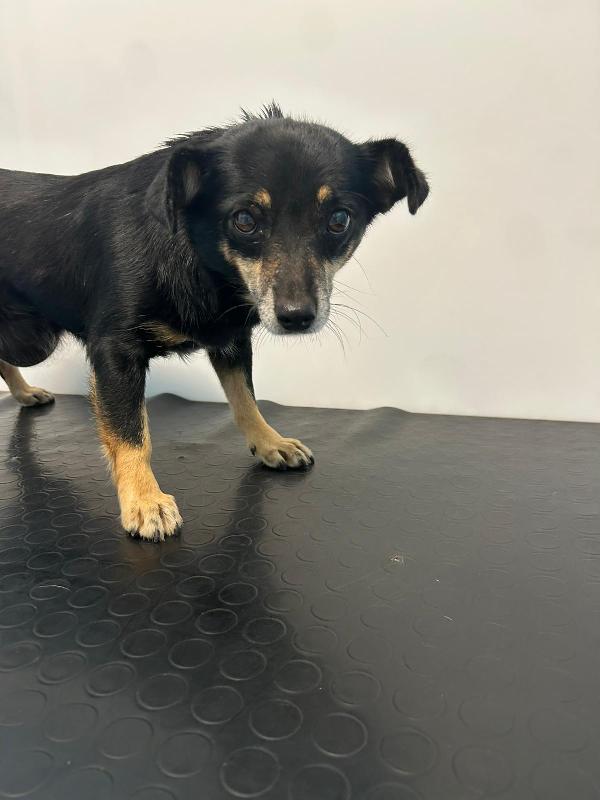 Fortuna splendida cagnolina taglia piccola cerca famiglia  Foto 4