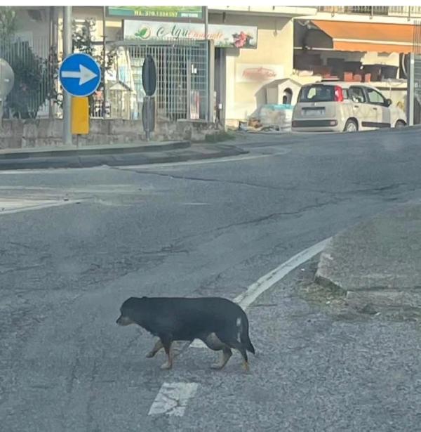Fortuna splendida cagnolina taglia piccola cerca famiglia  Foto 5