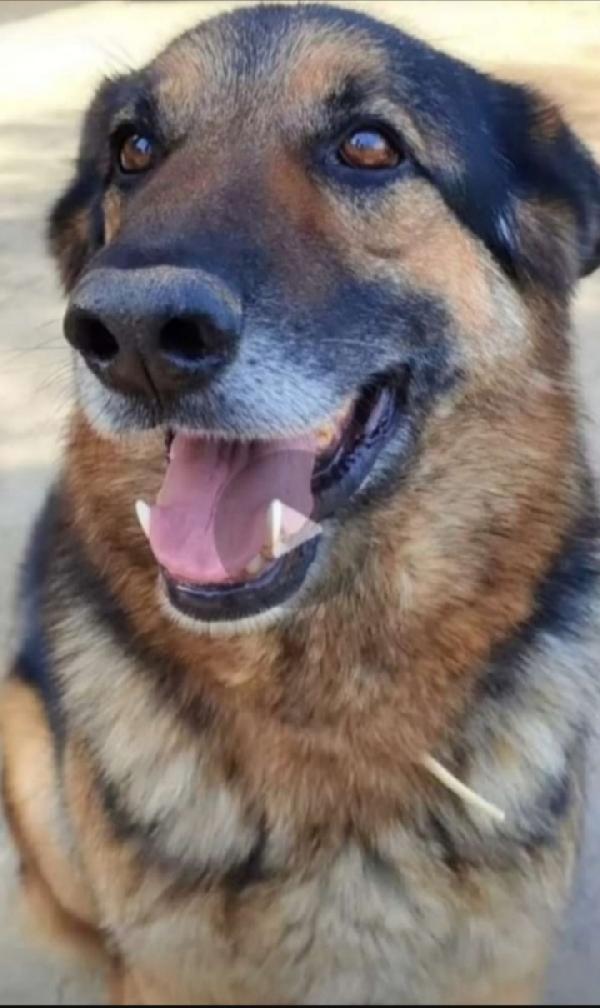 Pastore Tedesco Adulto Salvato Da Avvelenamento. Varese 