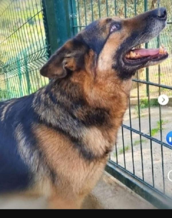 Pastore Tedesco adulto salvato da avvelenamento. VARESE  Foto 2