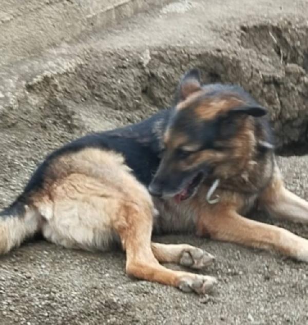 Pastore Tedesco adulto salvato da avvelenamento. VARESE  Foto 3