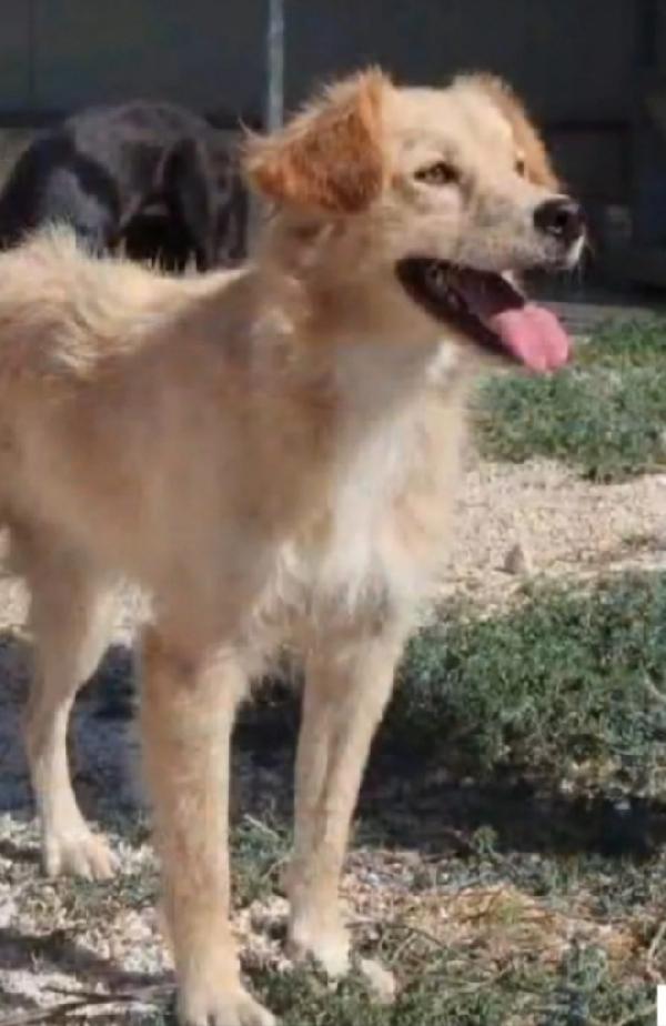 Femmina 3Anni E 1/2 In Canile Da Cucciola.puglia