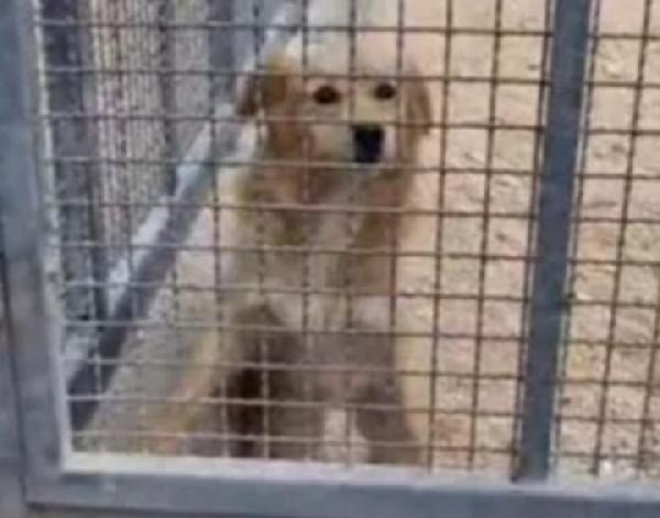 Femmina 3anni e 1/2 in canile da cucciola.PUGLIA Foto 2