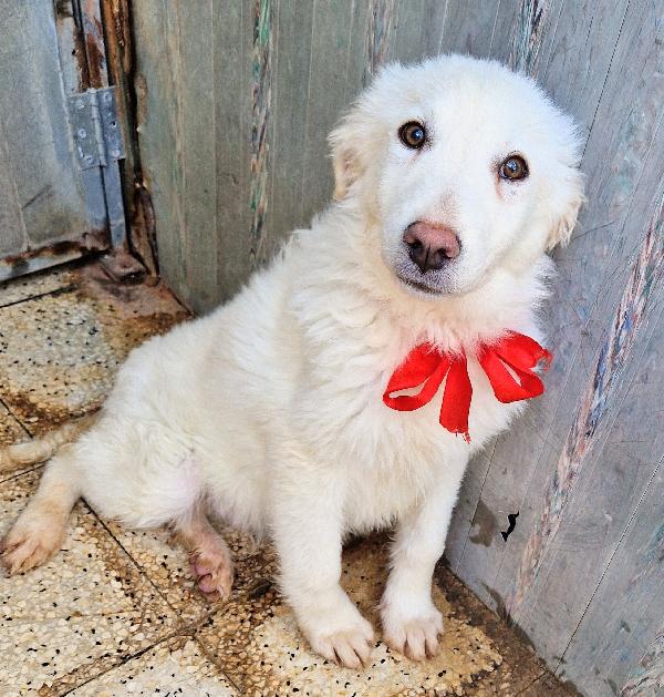 Gli Occhi Di White Parlano...adottabile In Tutta Italia!