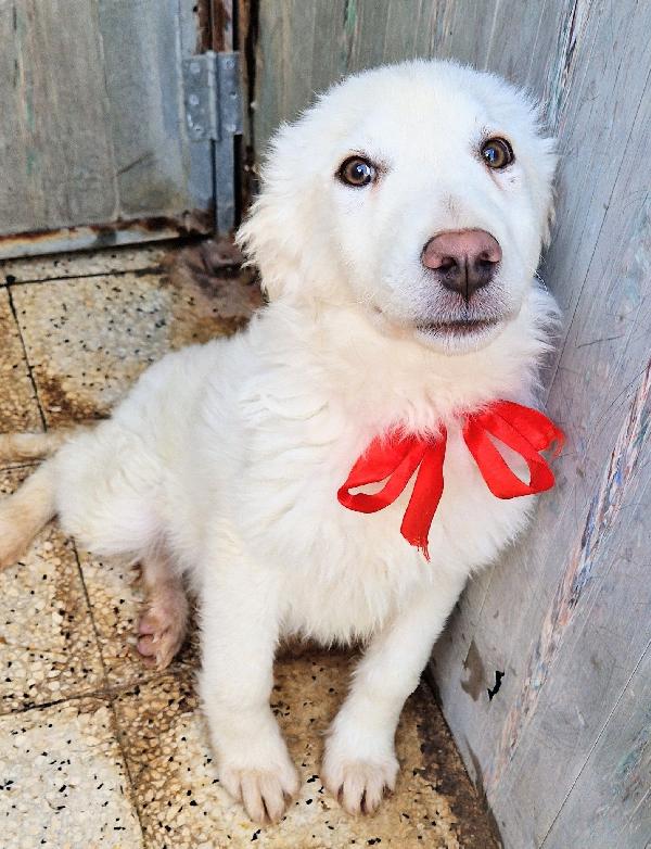 GLI OCCHI DI WHITE PARLANO...ADOTTABILE IN TUTTA ITALIA! Foto 4