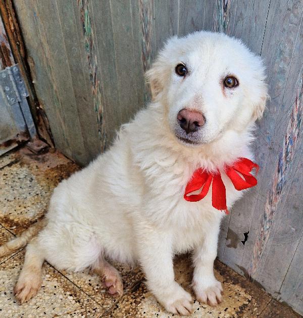 GLI OCCHI DI WHITE PARLANO...ADOTTABILE IN TUTTA ITALIA! Foto 12