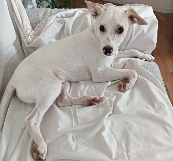 Argo: Giovane Taglia Piccola Vivace Ed Energico 