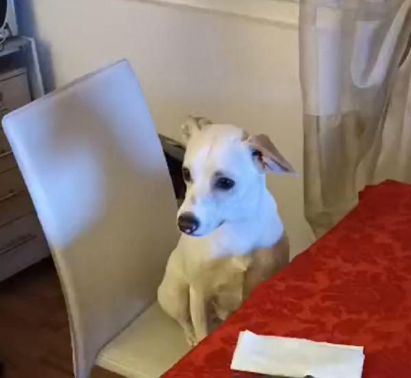 Argo: giovane taglia piccola vivace ed energico  Foto 2