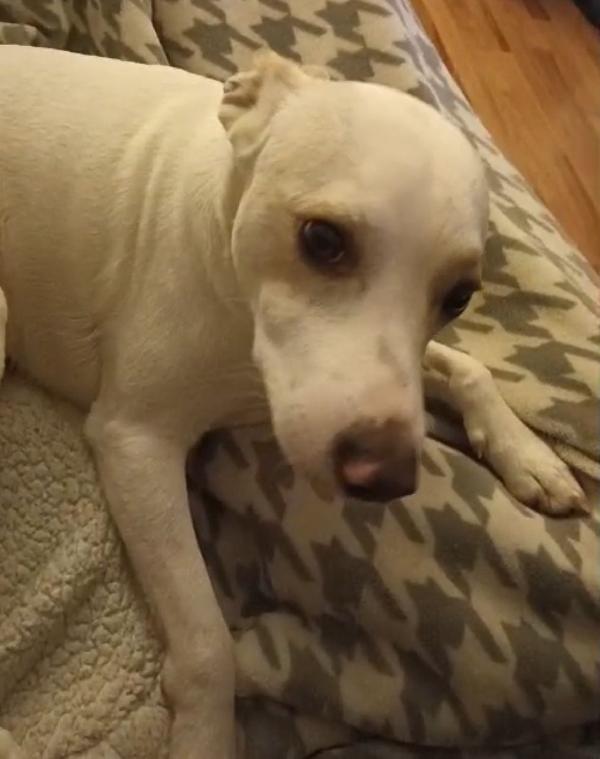 Argo: giovane taglia piccola vivace ed energico  Foto 3