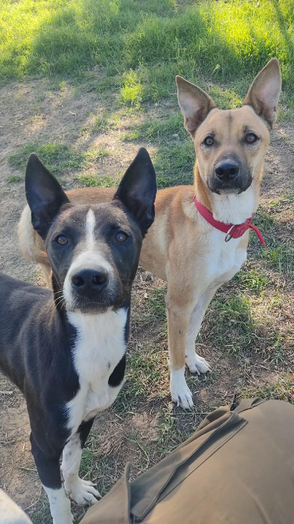 Nick & Junior 🐕❤️