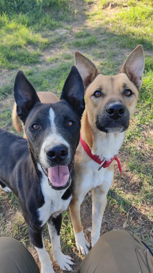 Nick & Junior 🐕❤️ Foto 2