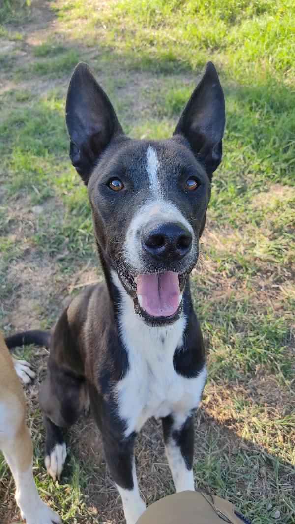 Nick & Junior 🐕❤️ Foto 3