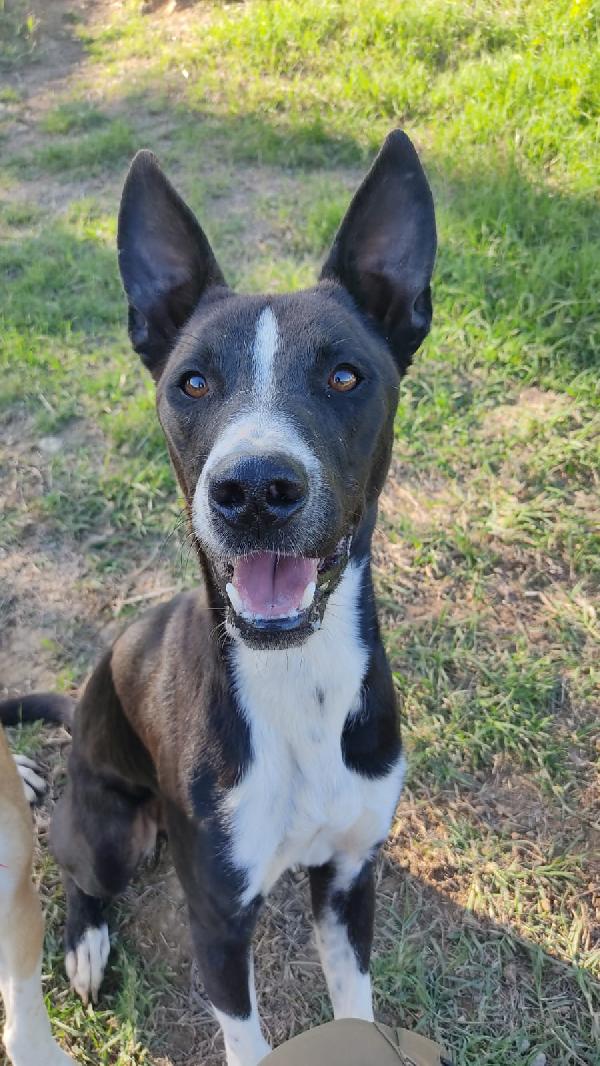 Nick & Junior 🐕❤️ Foto 4