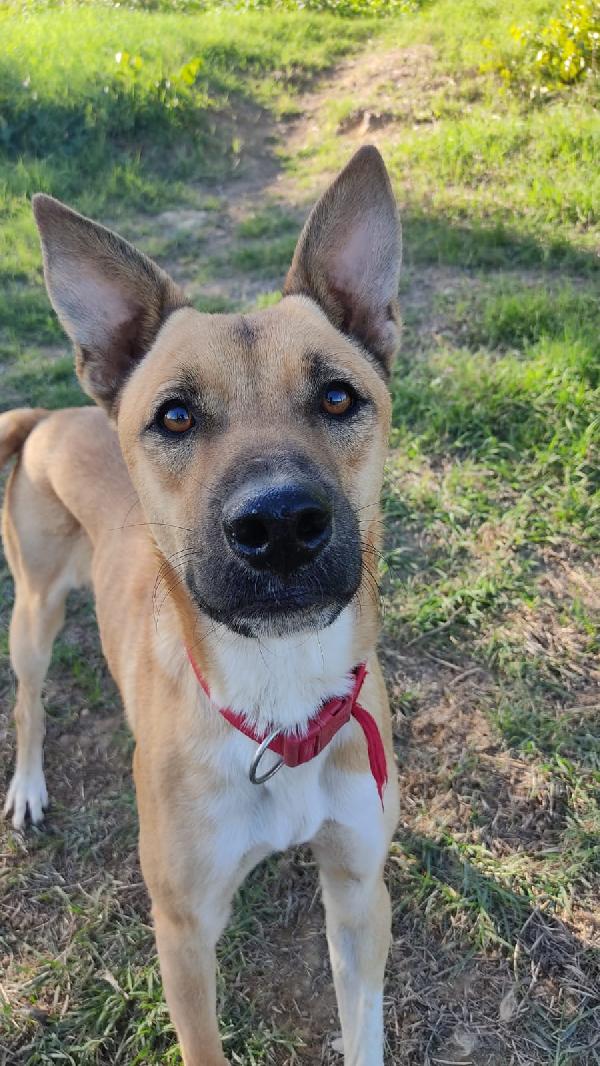 Nick & Junior 🐕❤️ Foto 5