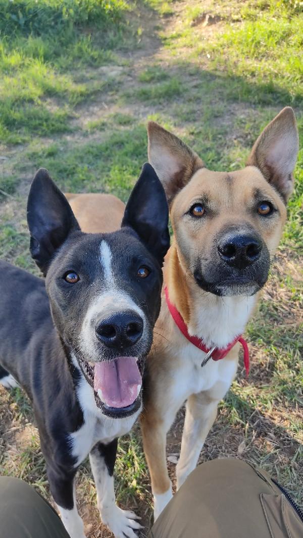 Nick & Junior 🐕❤️ Foto 6